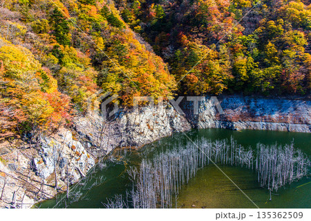 【栃木県_奥日光】湯西川ダム湖の紅葉と白い小立 11月 135362509