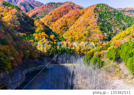 【栃木県_奥日光】湯西川ダム湖の紅葉と白い小立 11月 【栃木県_奥日光】湯西川ダム湖の紅葉と白い小立 11月 135362511