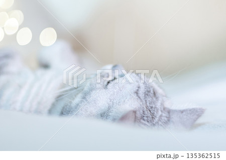 Scottish straight cat lies on his back bokeh from lights in the background. Cat upside down. Close up white cat face. Favorite pets, cat food. Scottish straight cat lies on his back bokeh from lights in the background. Cat upside down. Close up white cat face. Favorite pets, cat food. 135362515