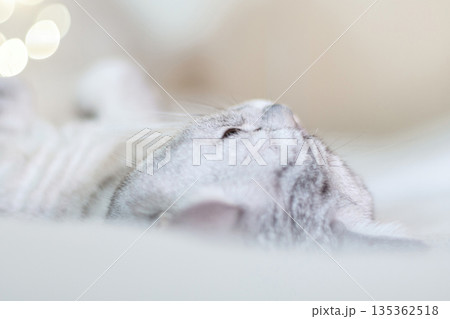 Scottish straight cat lies on his back bokeh from lights in the background. Cat upside down. Close up white cat face. Favorite pets, cat food. Scottish straight cat lies on his back bokeh from lights in the background. Cat upside down. Close up white cat face. Favorite pets, cat food. 135362518