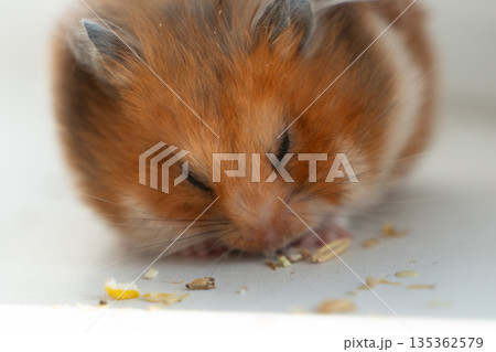 Hamster eating close-up, brown furry pet peacefully enjoying seeds on a white surface, depicting domestic animal feeding time. 135362579