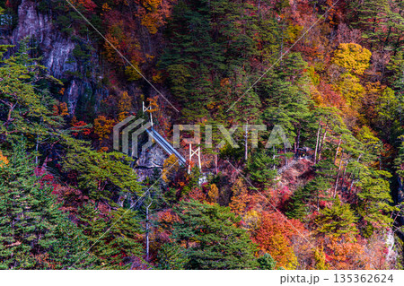 【栃木県_奥日光】紅葉と吊り橋の瀬戸合峡 11月 135362624