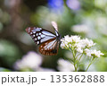 フジバカマとアサギマダラ 135362888