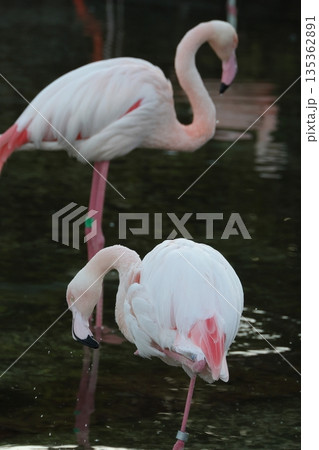フラミンゴ 135362891