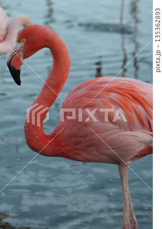 フラミンゴ 135362893