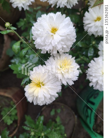 Beautiful white garden flowers with raindrops, vibrant green leaves, and lush soil background for spring or summer floral themes Beautiful white garden flowers with raindrops, vibrant green leaves, and lush soil background for spring or summer floral themes 135362981