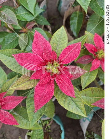 Bright pink poinsettia flower with water droplets surrounded by green leaves in garden setting 135362985