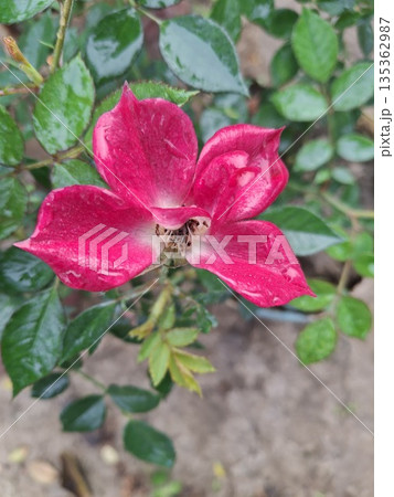 Bright Red Rose With Dew Drops In Garden Setting Bright Red Rose With Dew Drops In Garden Setting 135362987