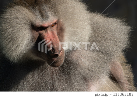 Baboon Portrait Zoo Animal Closeup. A hamadryas baboon stares intensely at the camera, its long, gray fur and prominent snout visible. Baboon Portrait Zoo Animal Closeup. A hamadryas baboon stares intensely at the camera, its long, gray fur and prominent snout visible. 135363195