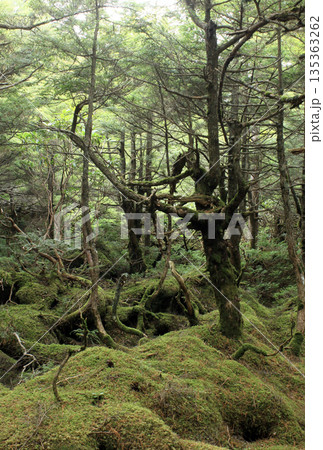 白駒の池・苔と原生林 白駒の池・苔と原生林 135363262
