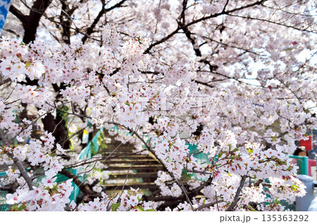 文蔵川の桜(さいたま市他) 文蔵川の桜(さいたま市他) 135363292