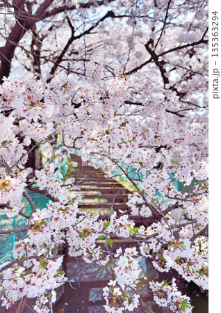 文蔵川の桜（さいたま市他） 135363294