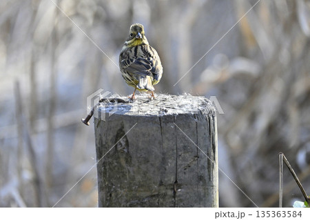 アオジ　野鳥 135363584