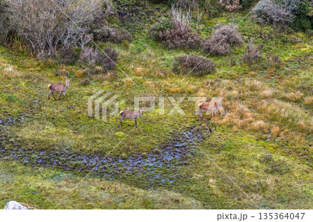 Red deer hind feeding in County Donegal, Ireland 135364047