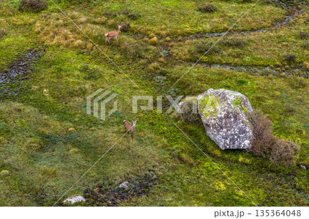 Red deer hind feeding in County Donegal, Ireland 135364048