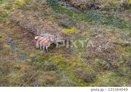 Red deer hind feeding in County Donegal, Ireland 135364049