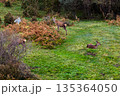 Red deer hind feeding in County Donegal, Ireland 135364050