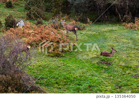 Red deer hind feeding in County Donegal, Ireland 135364050