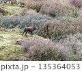Lonely red deer stag during the rut in County Donegal, Ireland 135364053