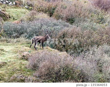 Lonely red deer stag during the rut in County Donegal, Ireland 135364053