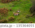 Red deer hinds resting in County Donegal, Ireland 135364055