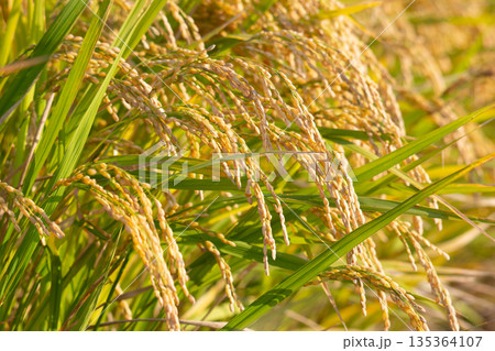 稲穂 135364107