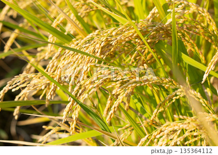 稲穂 135364112