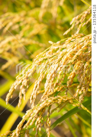 稲穂 135364118