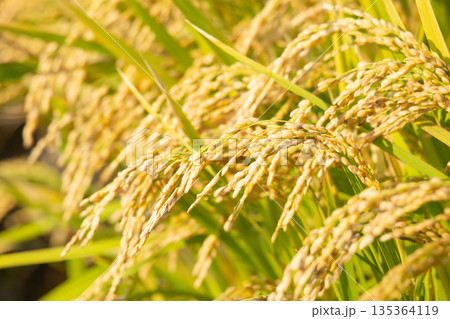 稲穂 135364119