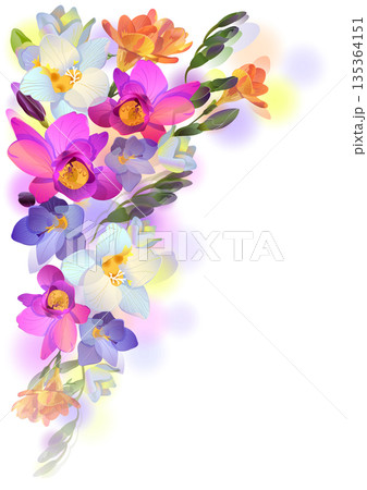 Spring background with gentle freesia flowers Spring background with gentle freesia flowers 135364151