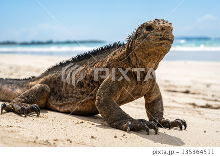 Marine iguana on the sandy shores of Isabela Island, Galapagos Archipelago, Ecuador Marine iguana on the sandy shores of Isabela Island, Galapagos Archipelago, Ecuador 135364511