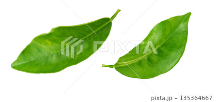 Fresh citrus green leaves showing natural foliage detail 135364667