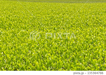 新茶 135364786