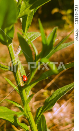 Red Seven-Spot Ladybird Beetle Crawling on a Vibrant Green Plant Stem in a Sunlit Garden During Summer Golden Hour Sunlight Red Seven-Spot Ladybird Beetle Crawling on a Vibrant Green Plant Stem in a Sunlit Garden During Summer Golden Hour Sunlight 135364788