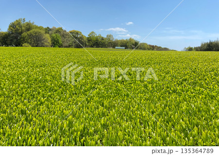新茶 新茶 135364789