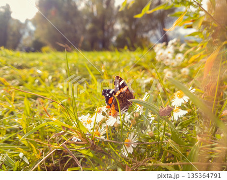 Butterfly Resting on White Daisies in a Sunlit Meadow Butterfly Resting on White Daisies in a Sunlit Meadow 135364791