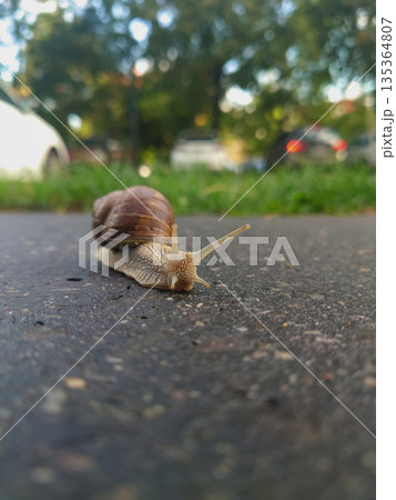 Burgundy Snail Crossing Road with Long Shadow in Sunlight Burgundy Snail Crossing Road with Long Shadow in Sunlight 135364807