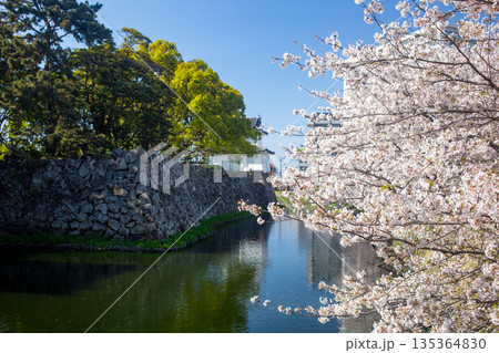 大分府内城址と桜 大分府内城址と桜 135364830
