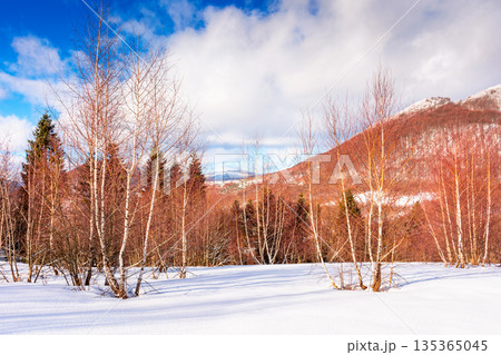 carpathian winter landscape. deciduous forest on snow covered hill. beautiful scenery of uzhanian natural park under blue sky for travel background. untouched place for vacation, retreats and escape carpathian winter landscape. deciduous forest on snow covered hill. beautiful scenery of uzhanian natural park under blue sky for travel background. untouched place for vacation, retreats and escape 135365045