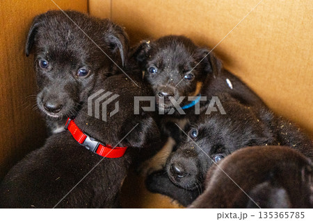 Puppies in box. Black puppy adopt pet Puppies in box. Black puppy adopt pet 135365785