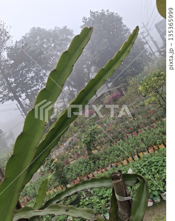 Close-up of a cactus stem with thorns in a foggy garden setting during daytime 135365999