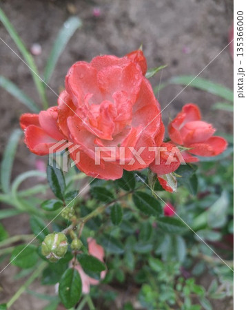 Close-up of a dewy pink and coral rose flower with green leaves in a garden setting 135366000