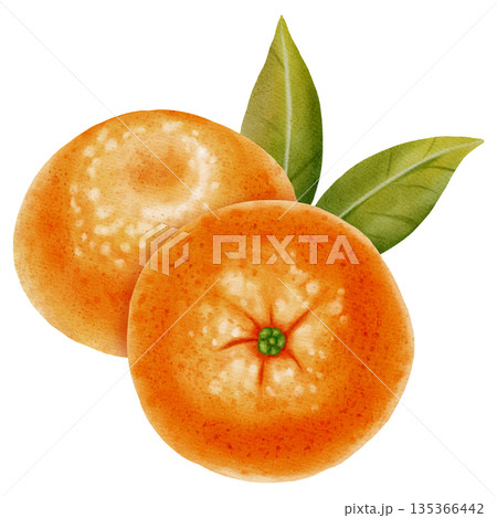 Composition of fresh mandarins. Hand drawn watercolor painting of a tangerine with green leaves. Citrus illustrations for New Year designs, packaging, menus, branding, and food product design Composition of fresh mandarins. Hand drawn watercolor painting of a tangerine with green leaves. Citrus illustrations for New Year designs, packaging, menus, branding, and food product design 135366442
