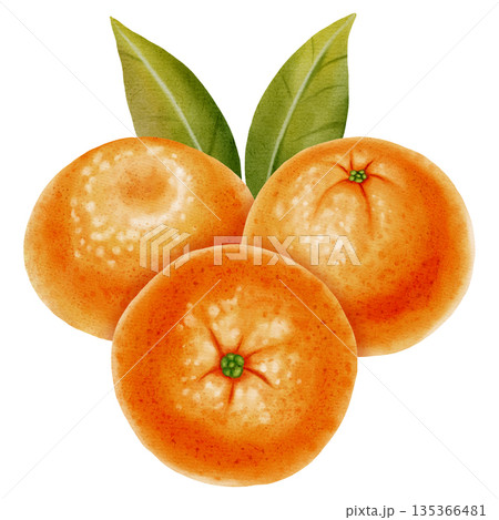 Composition of fresh mandarins. Hand drawn watercolor painting of a tangerine with green leaves. Citrus illustrations for New Year designs, packaging, menus, branding, and food product design 135366481