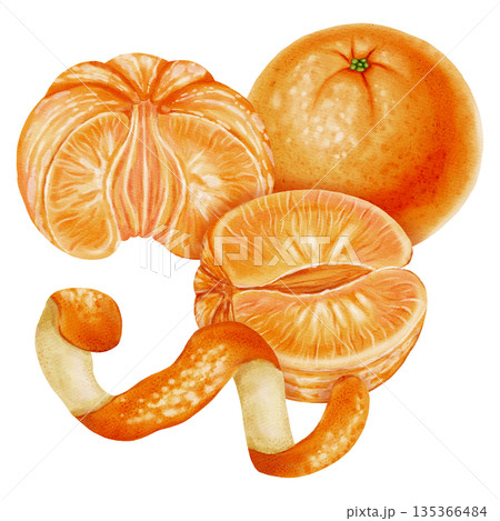 Composition of tangerines. Watercolor illustration of peeled and unpeeled mandarins with zest. Citrus fruit. Perfect for New Year designs, packaging, menus, branding, and food design 135366484