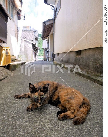 崎津の「トーヤ」とサビネコ (熊本県天草市) 崎津の「トーヤ」とサビネコ (熊本県天草市) 135366997