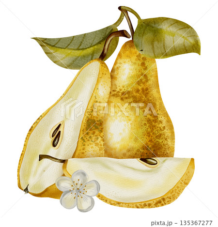 A hand-painted watercolor composition featuring yellow pears adorned with white flowers and leaves. Perfect for elegant packaging, textiles, cards, and labels. A hand-painted watercolor composition featuring yellow pears adorned with white flowers and leaves. Perfect for elegant packaging, textiles, cards, and labels. 135367277