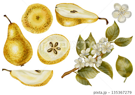 Hand drawn watercolor set with pears, white flowers, branches, and foliage. Ideal as a decorative element for logos, product labels, food packaging, textile prints, and organic branding. 135367279