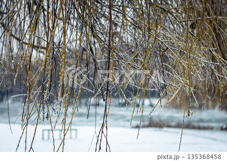 Icy trees heavily covered in snow in a quiet winter park. Beautiful frozen nature. Icy trees heavily covered in snow in a quiet winter park. Beautiful frozen nature. 135368458