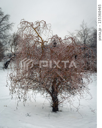 Stunning winter park scenery with snow-covered trees and icy branches. Stunning winter park scenery with snow-covered trees and icy branches. 135368465